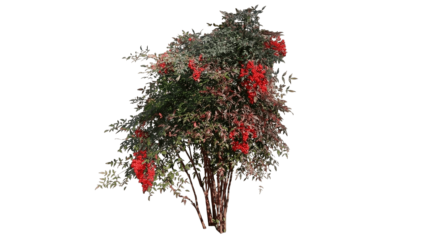 Cool Glow Peach heavenly bamboo (Nandina Domestica 'Zhnan28') - Ground Layers