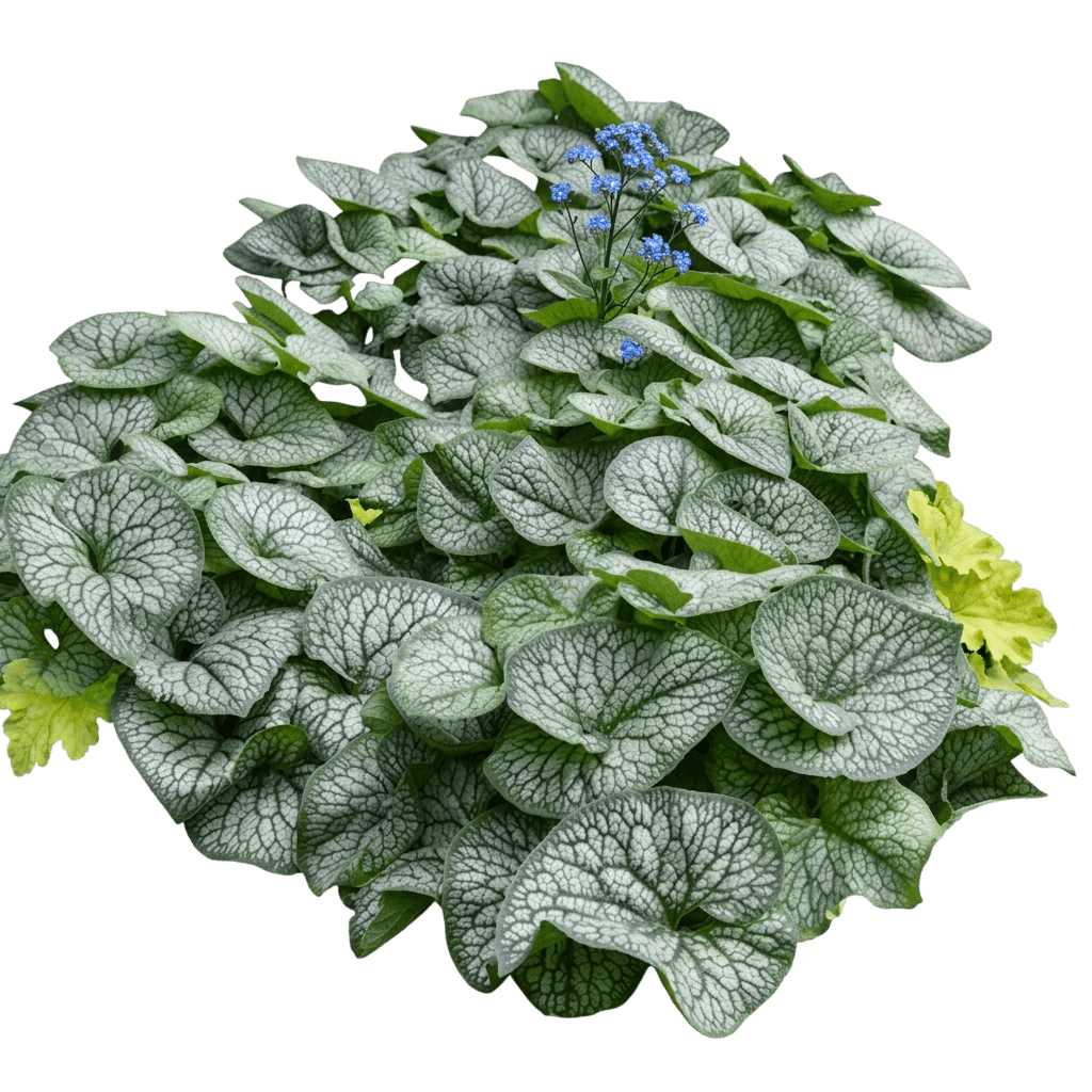 myosotis du Caucase (Brunnera Macrophylla 'Jack Of Diamonds') - Plantes vivaces