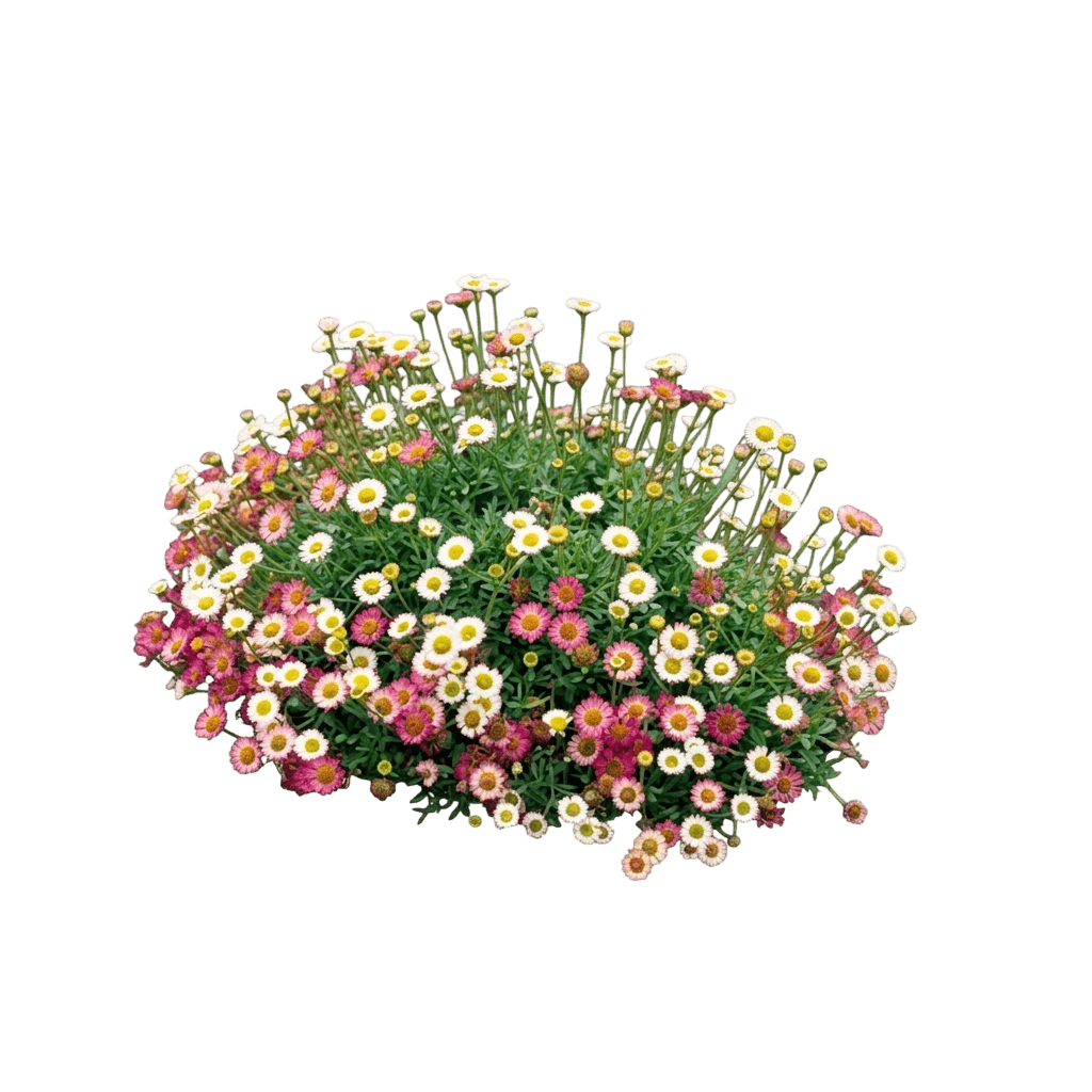 Seaside Daisy (Erigeron Karvinskianus) - Ground Layers