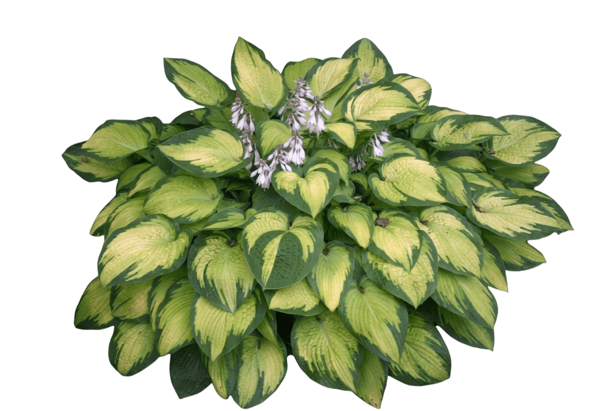Paul'S Glory Plantain Lily (Hosta 'Paul'S Glory') - Perennials