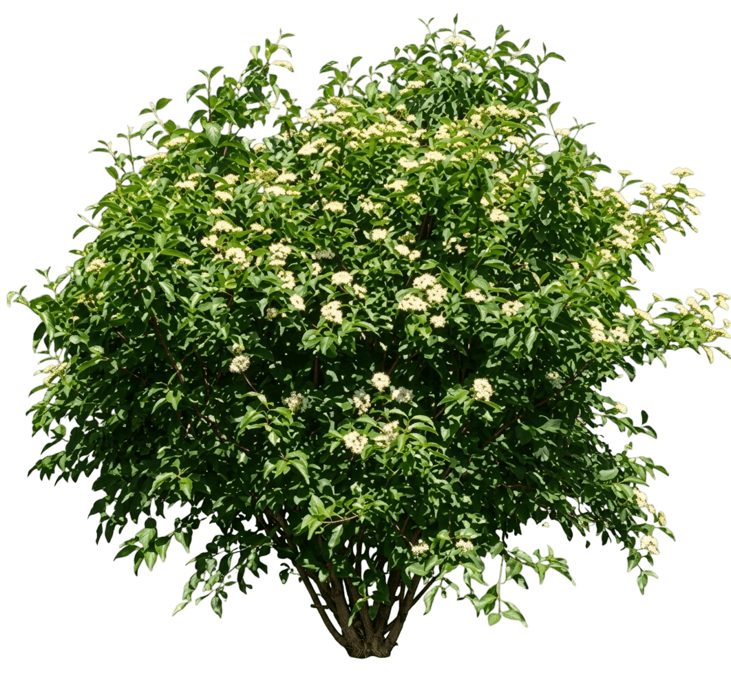 Cayenne Silky Dogwood (Cornus Amomum 'Cayenne') - Ground Layers