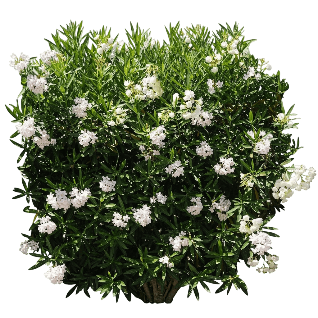 Austin Pretty Limits® Oleander (Nerium Oleander Var. Oleander 'Atxnokhp') - Shrubs