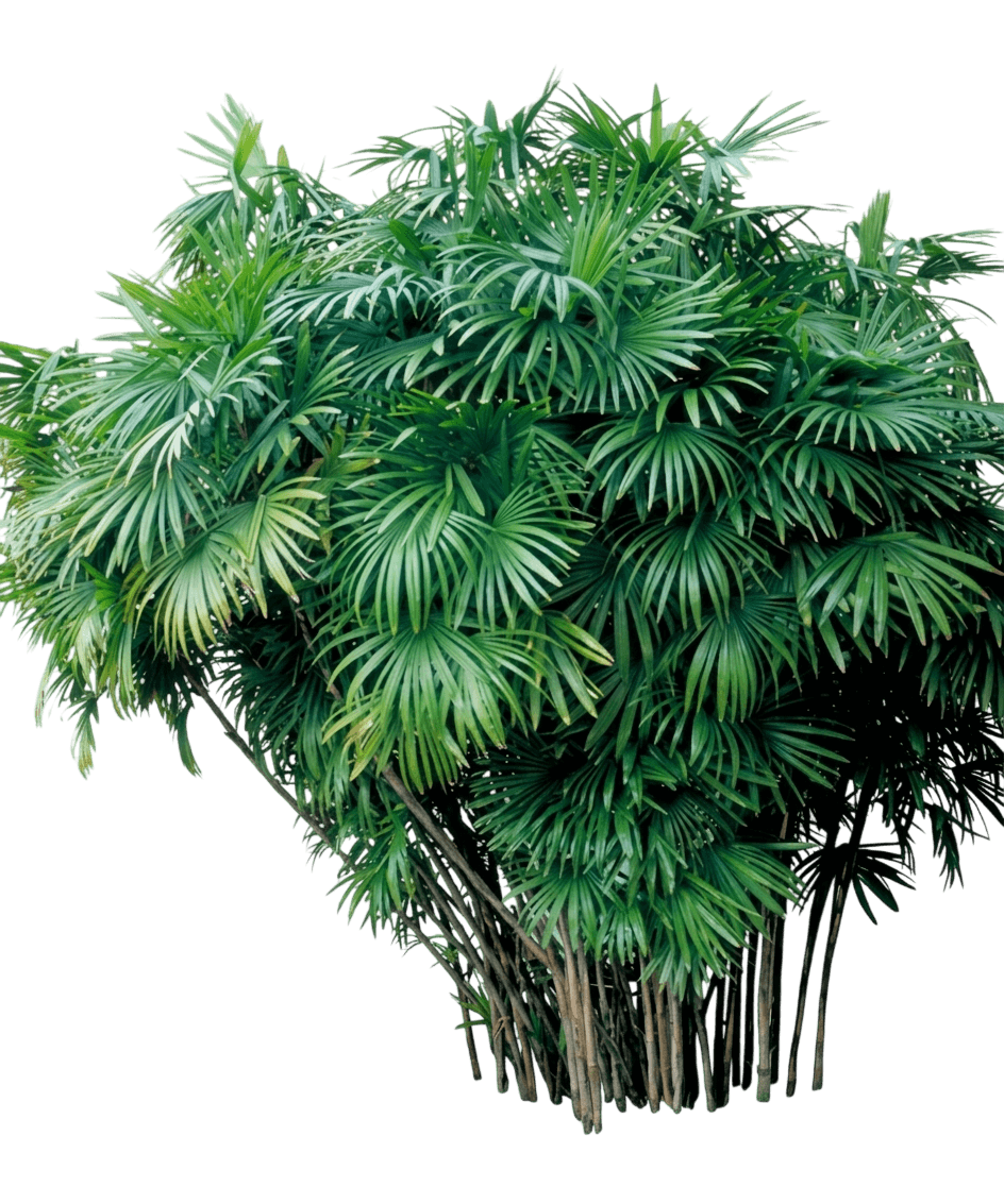 Slender Lady Palm (Rhapis Humilis) - Evergreen Trees