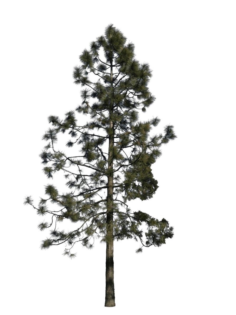 Jeffrey pine (Pinus Jeffreyi) - Evergreen trees