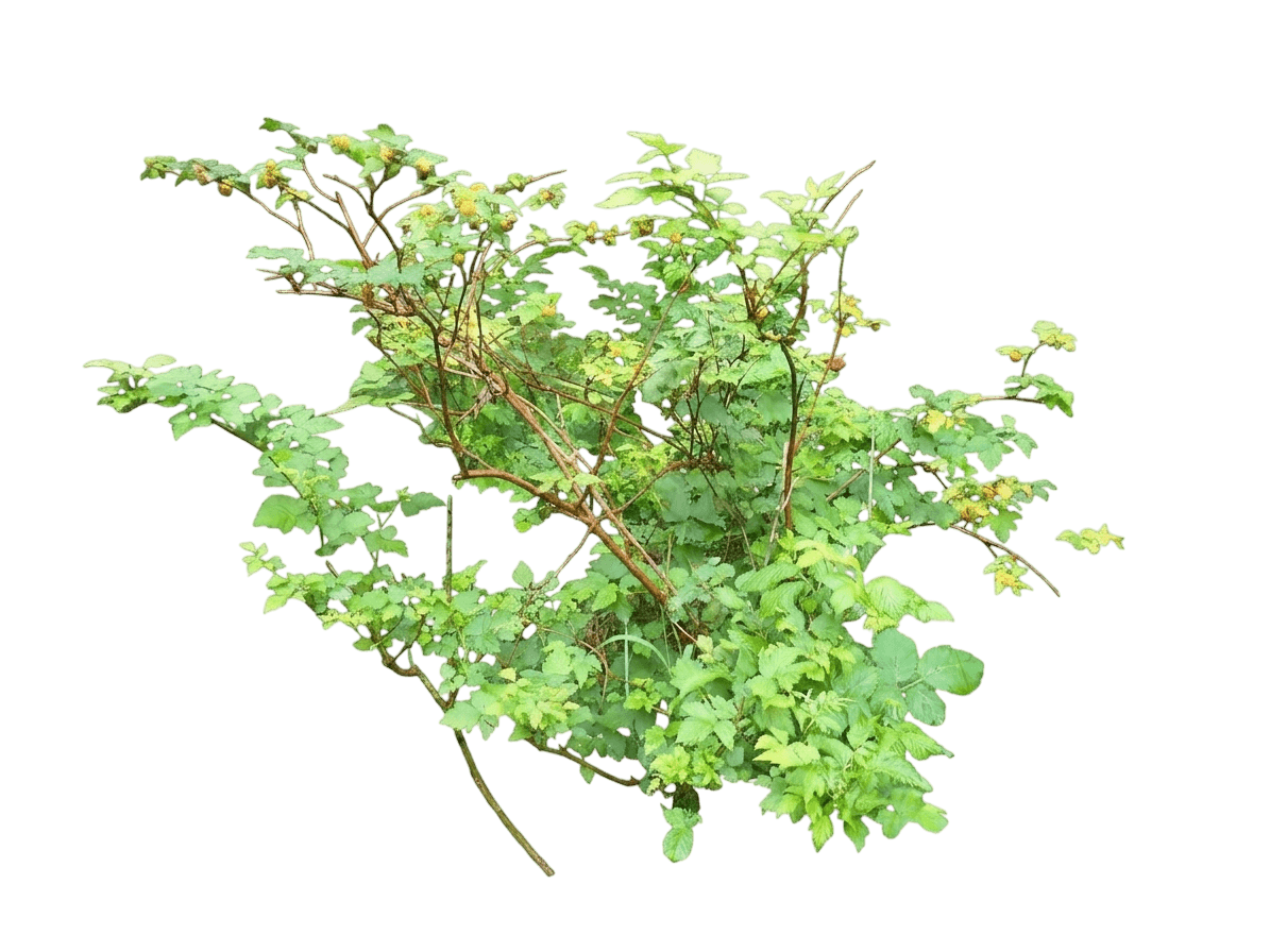raspberry, polana (Rubus) - Ground-layer plants