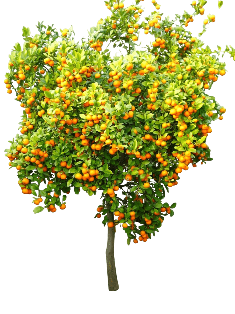 Calamondin Orange Bush (Citrofortunella Mitis) - Fruit Trees