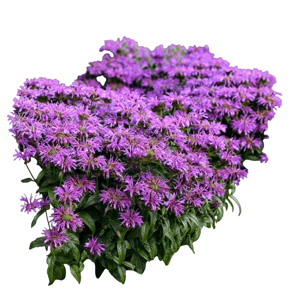 Leading Lady Amethyst Bee Balm (Monarda 'Leading Lady Amethyst') - Perennials
