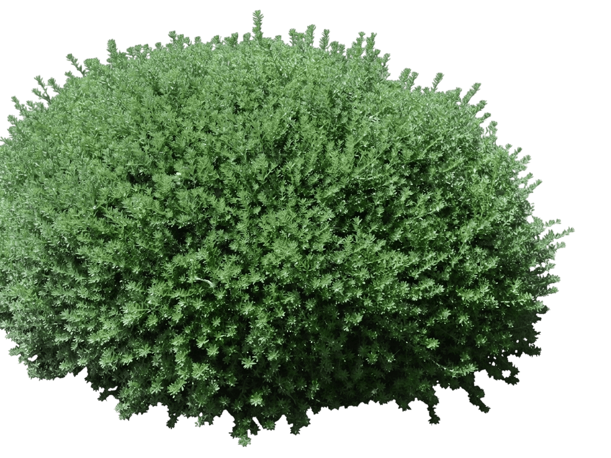Coastal Rosemary (Westringia Zena 'Coastal Rosemary') - Ground Layers