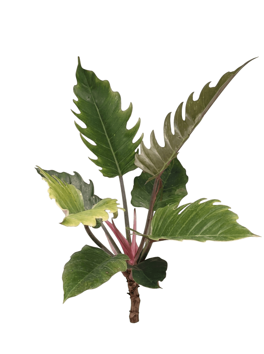 Pluto Philodendron (Philodendron 'Pluto') - Indoor Plants