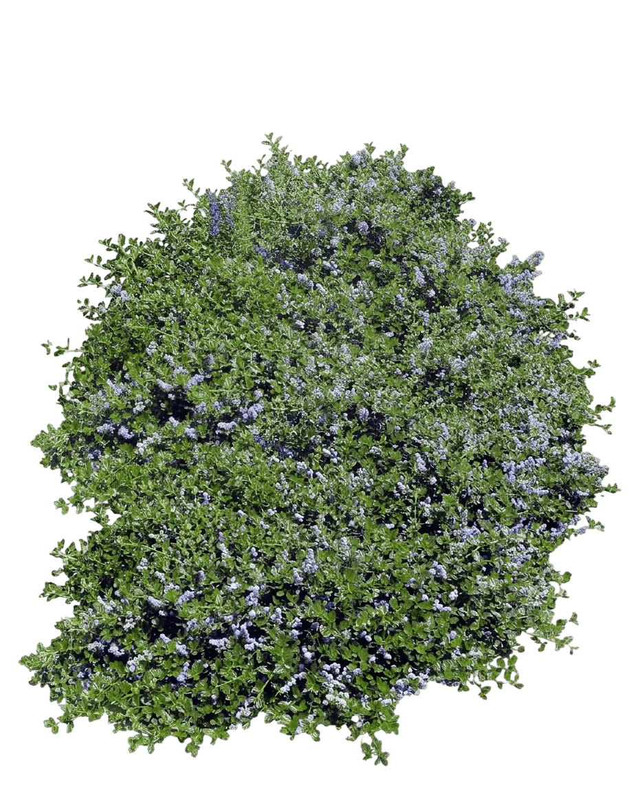 Yankee Point ceanothus (Ceanothus Thyrsiflorus Var. Griseus 'Yankee Point') - Shrubs