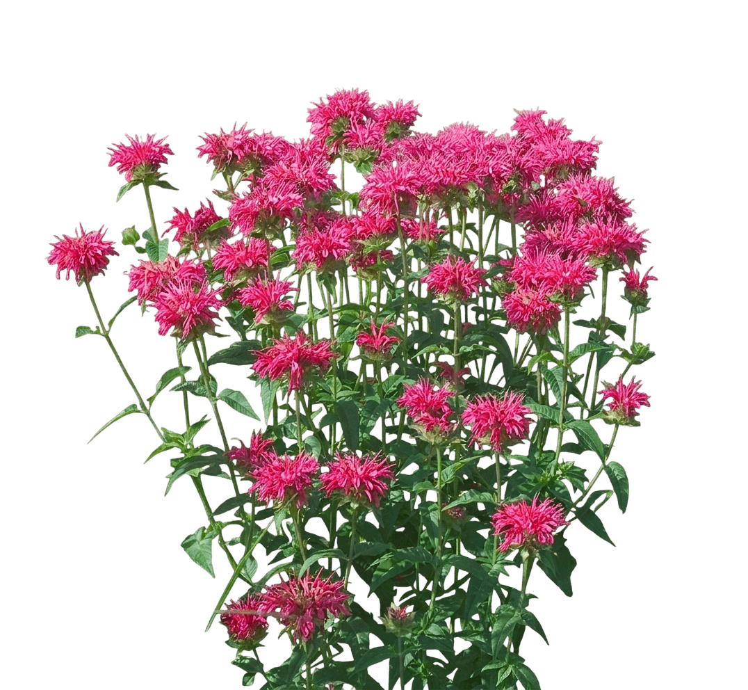Coral Reef Bee Balm (Monarda Didyma 'Coral Reef') - Perennials