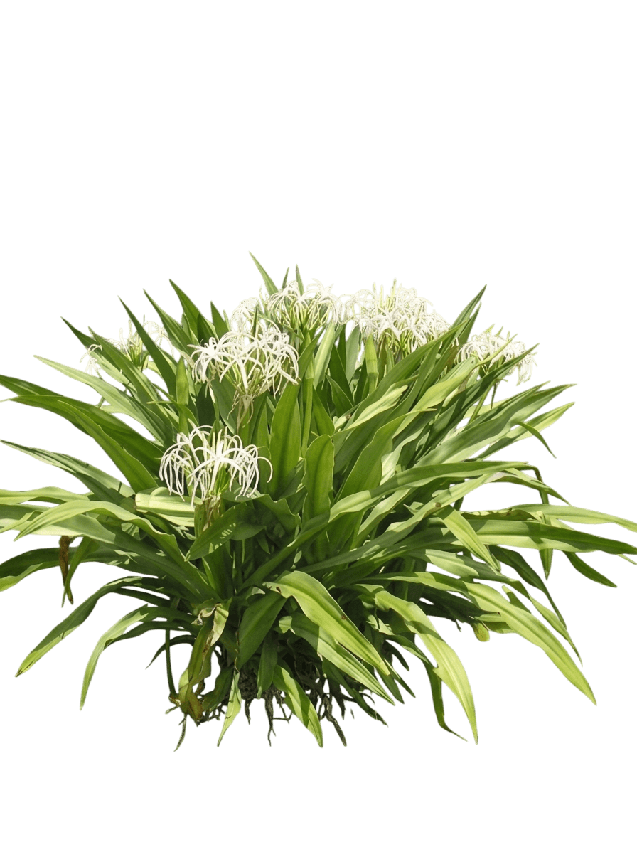 Seashore Lily (Crinum Asiaticum) - Perennials