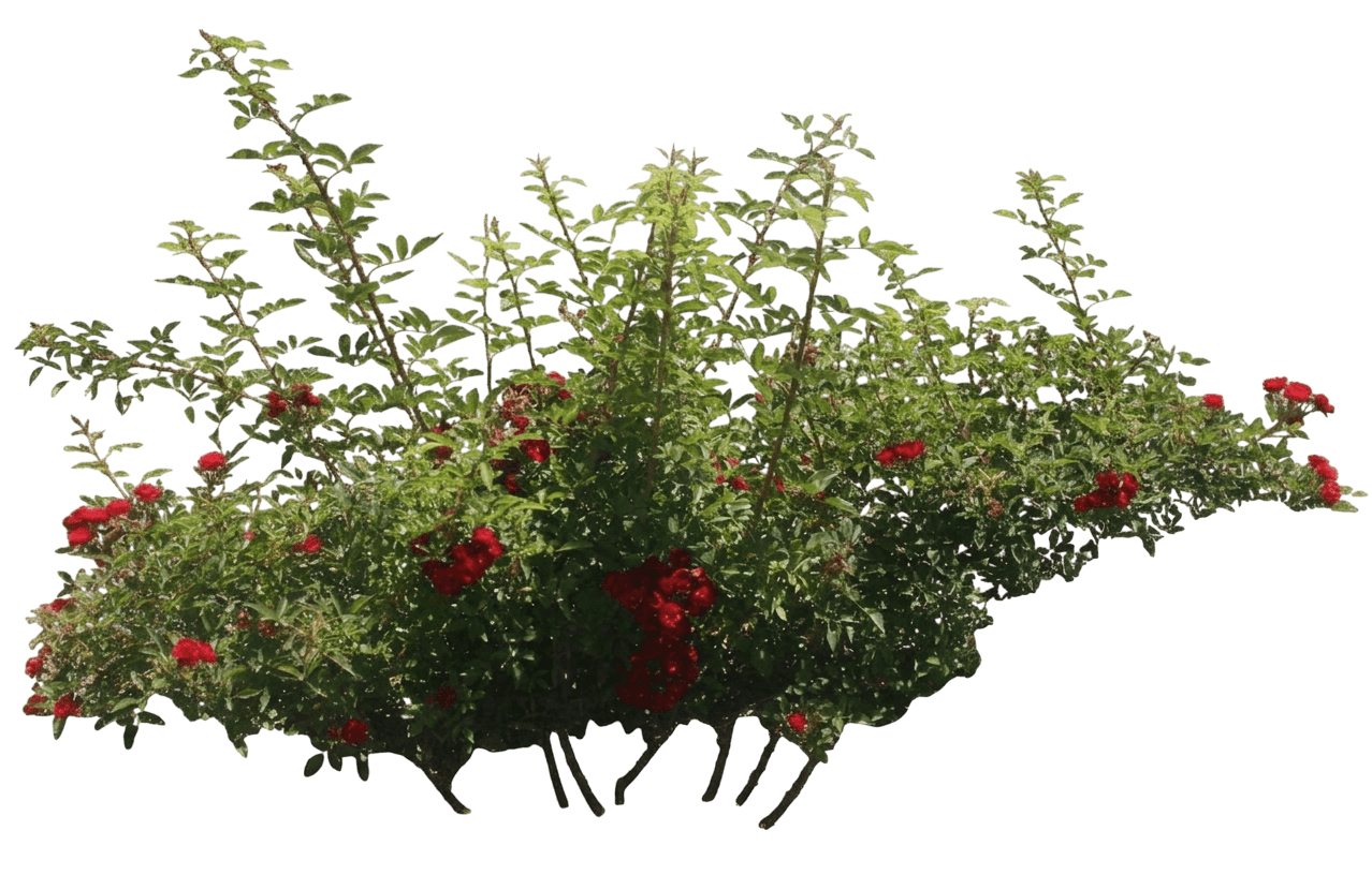 Chi shrub rose (Rosa 'Baillim') - Ground-layer plants