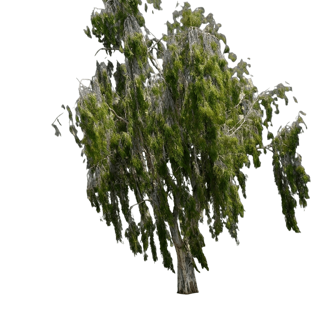 Weeping Tea Tree (Melaleuca Leucadendra Fine Leaf 'Weeping Tea Tree') - Evergreen Trees