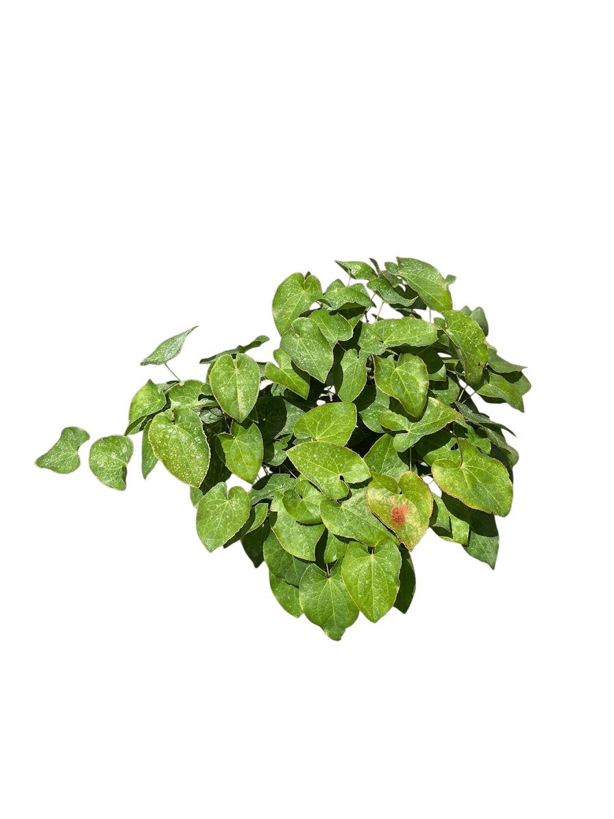 Frohnleiten Barrenwort (Epimedium X Perralchinum Var. X Perralchinum 'Frohnleiten') - Perennials