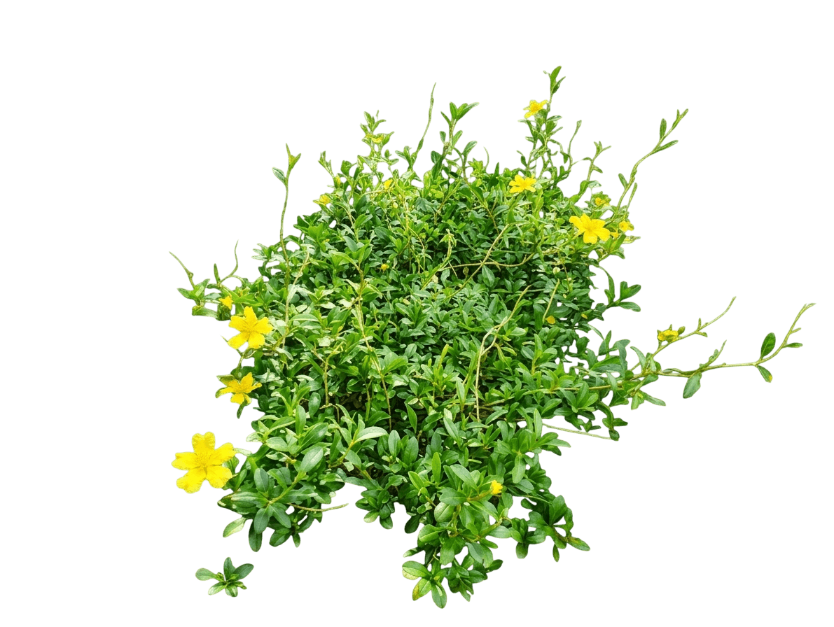 climbing guinea flower (Hibbertia Scandens) - Ground-layer plants