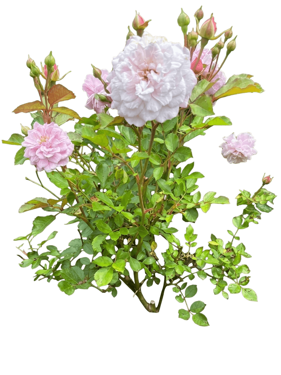 High Voltage rose (Rosa 'Baiage') - Ground Layers