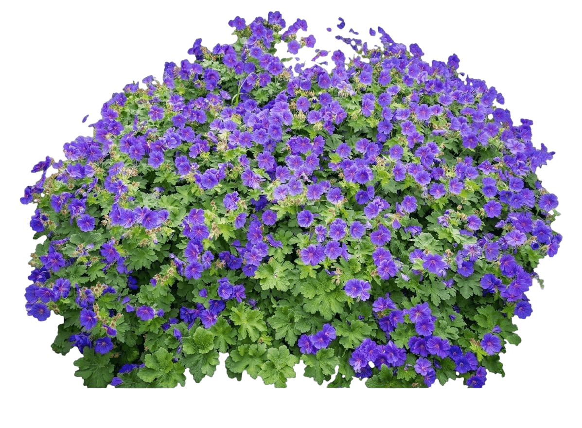 Azure Rush Cranesbill (Geranium Wallichianum × Geranium Himalayense 'Azure Rush') - Perennials