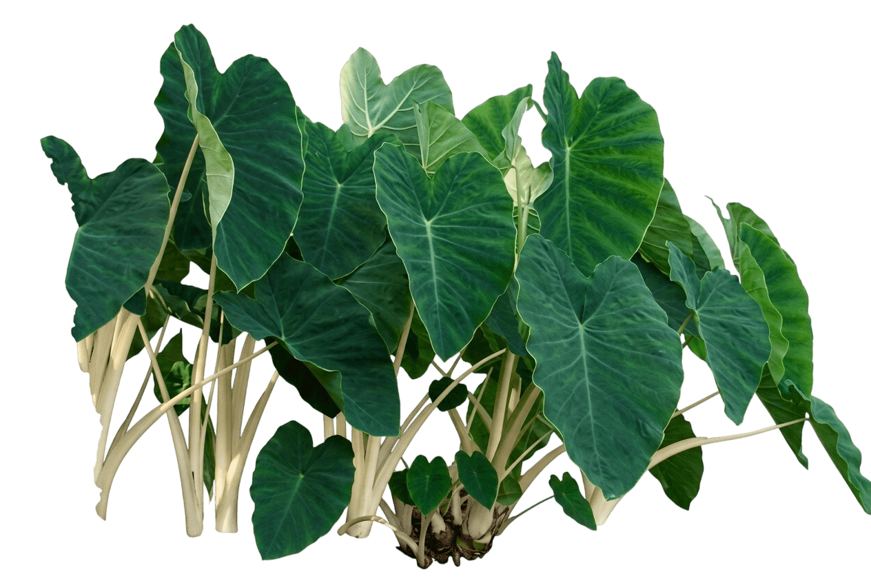 Illustris Elephant Ear (Colocasia Esculenta 'Illustris') - Perennials