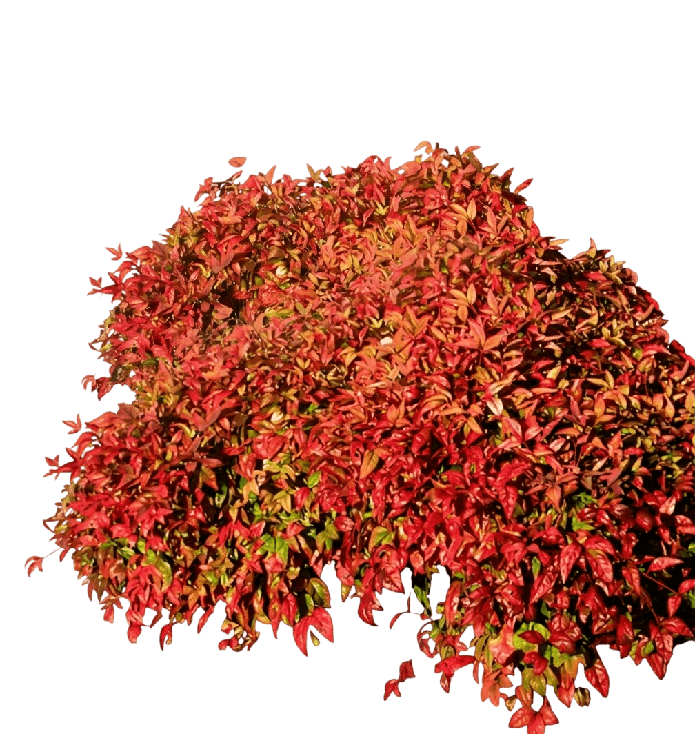 Dwarf Sacred Bamboo (Nandina Domestica Nana 'Dwarf Sacred Bamboo') - Ground Layers