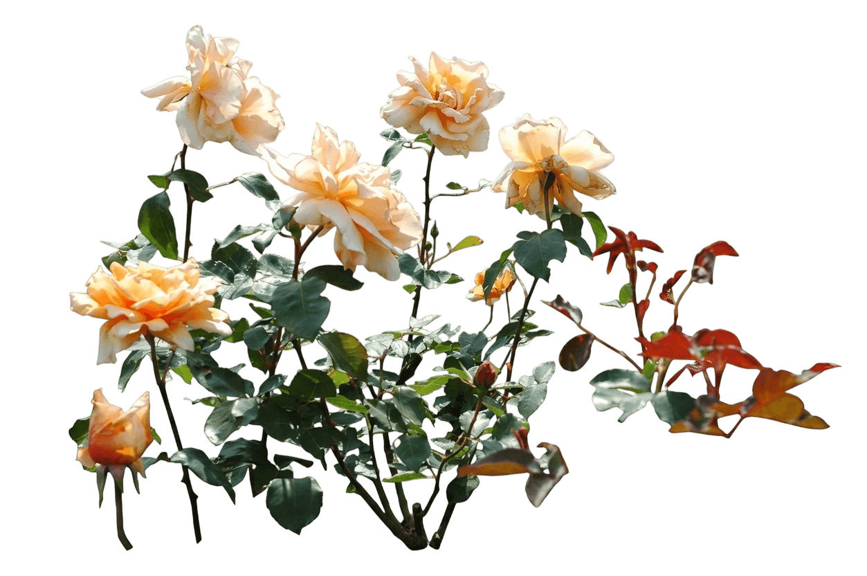 Just Joey hybrid tea rose (Rosa 'Just Joey') - Ground-layer plants