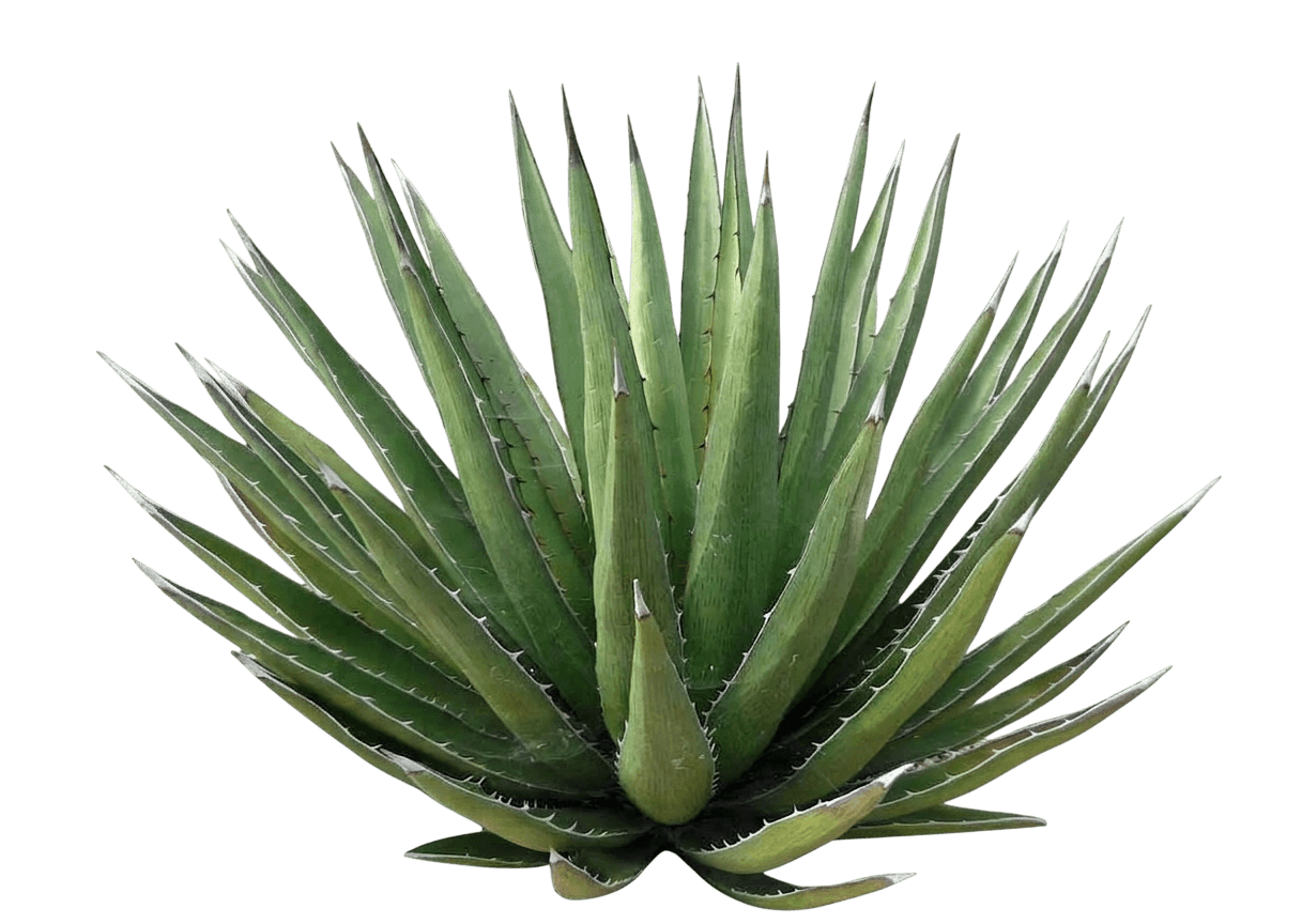 Lechuguilla Agave (Agave Lechuguilla) - Succulents
