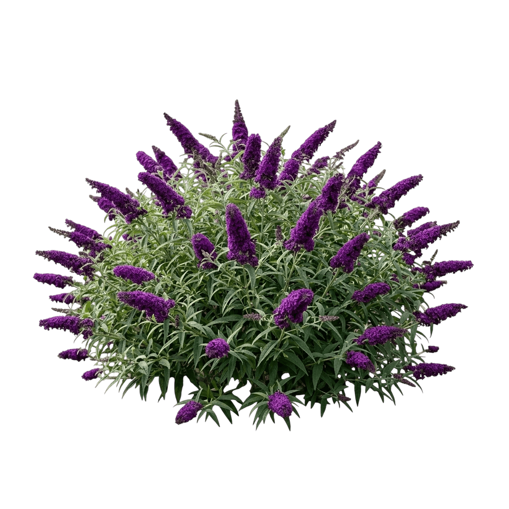 Butterfly Bush 'Tobud0703' Buzz® (Buddleia Davidii Velvet 'Tobud0703') - Ground Layers