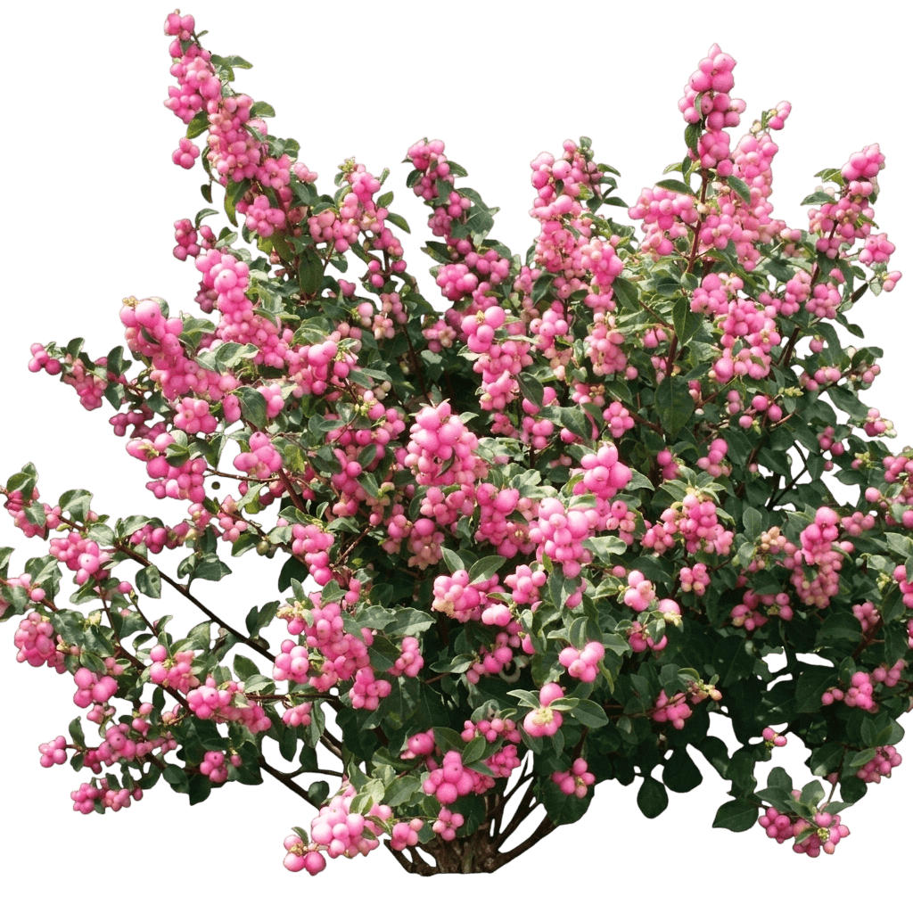 Coralberry, Candy (Symporicarpos X Doorenbosii Pp 20, 931 'Kolmacan') - Ground Layers