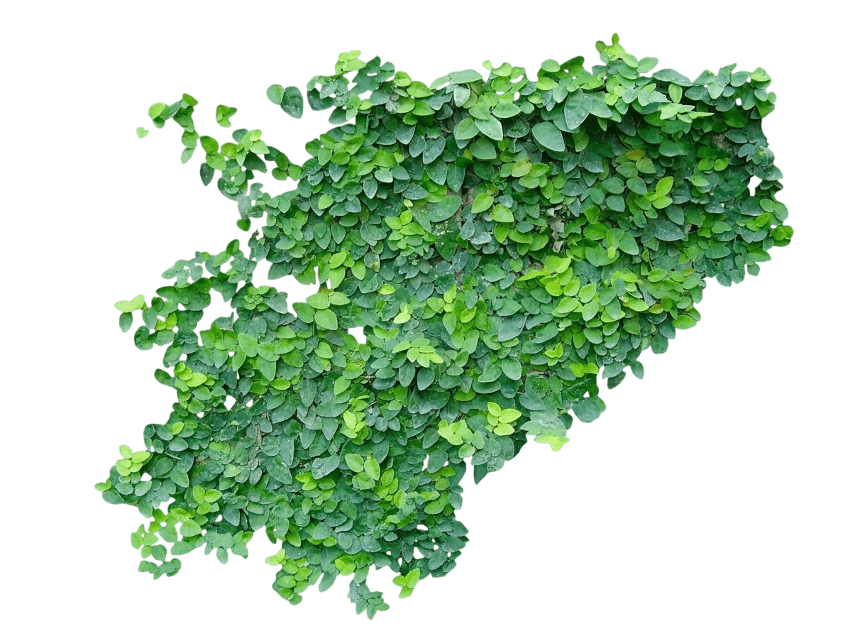 Creeping Fig (Ficus Pumila) - Ground Layers