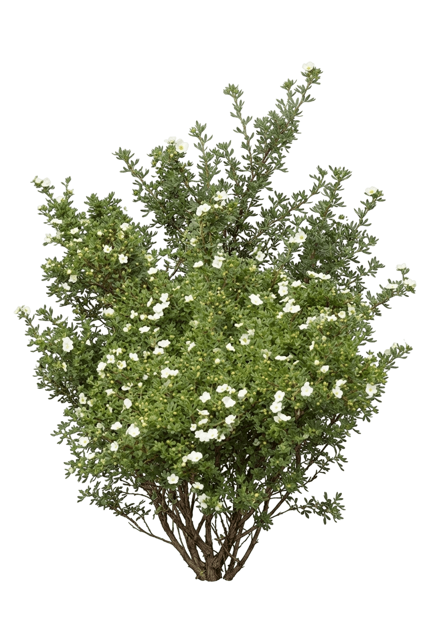 Frosty Potentilla (Potentilla Fruticosa 'Monsidh') - Ground Layers