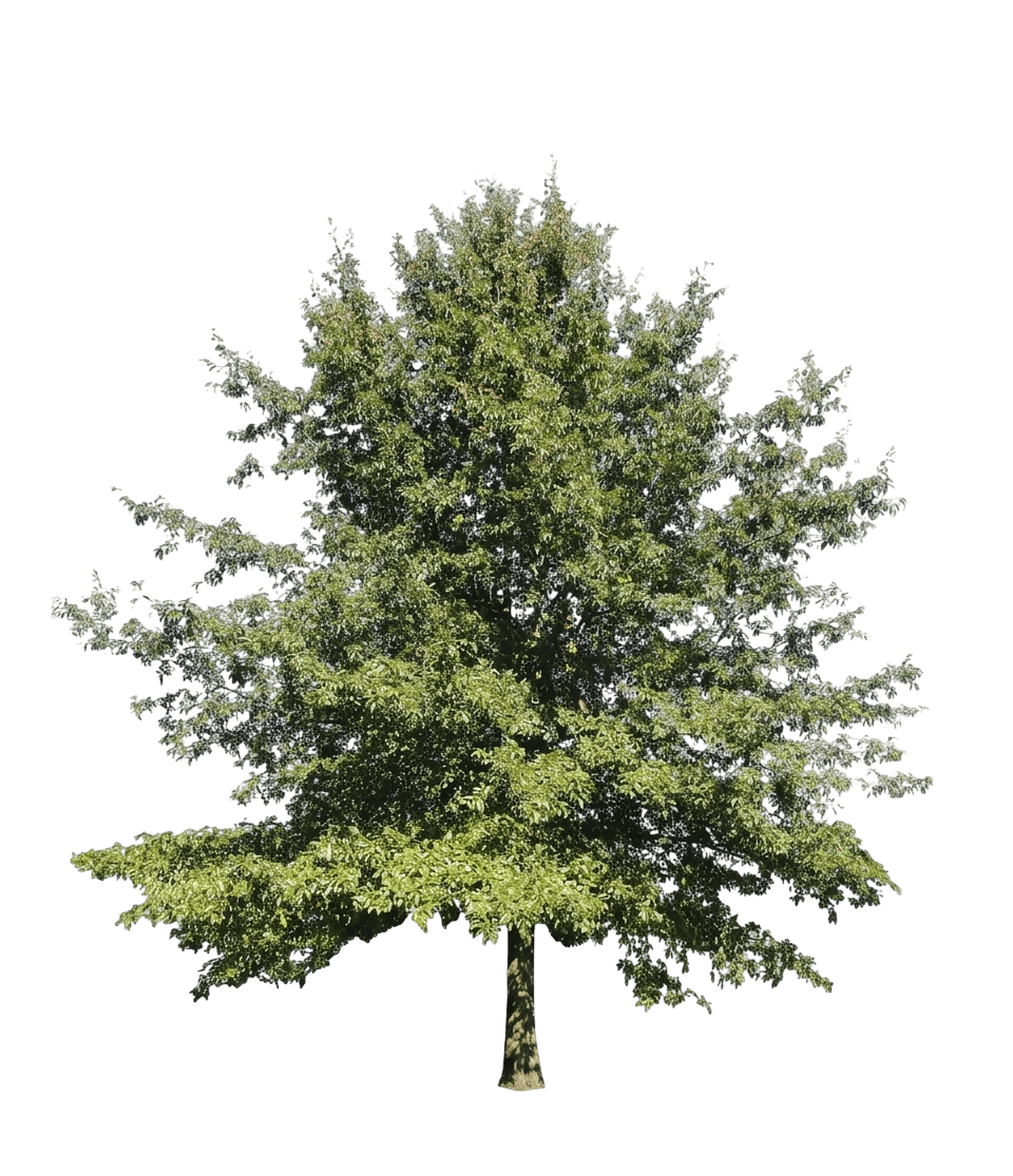 Shingle Oak (Quercus Imbricaria) - Shade Trees