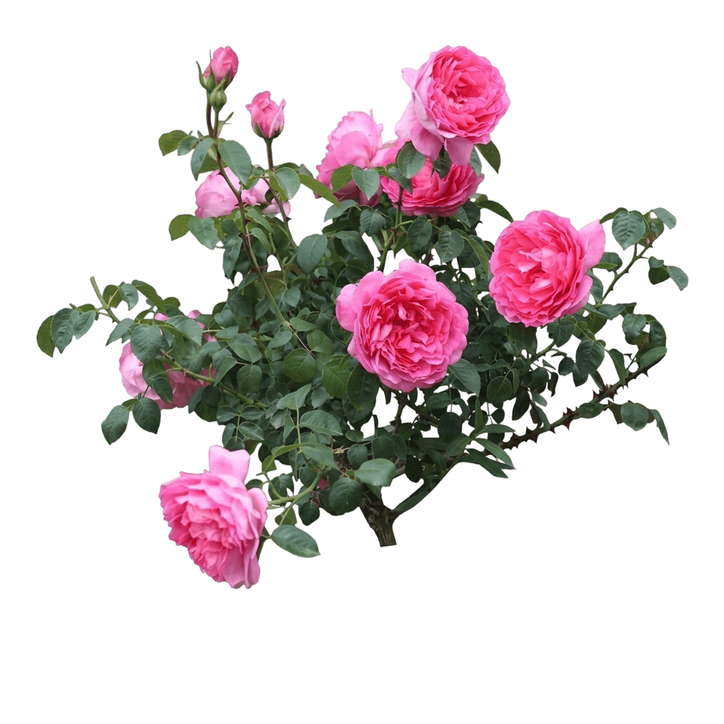 True Bloom™ True Inspiration™ Hybrid Tea Rose (Rosa × Pp 31,791 Var. X 'True Inspiration') - Shrubs