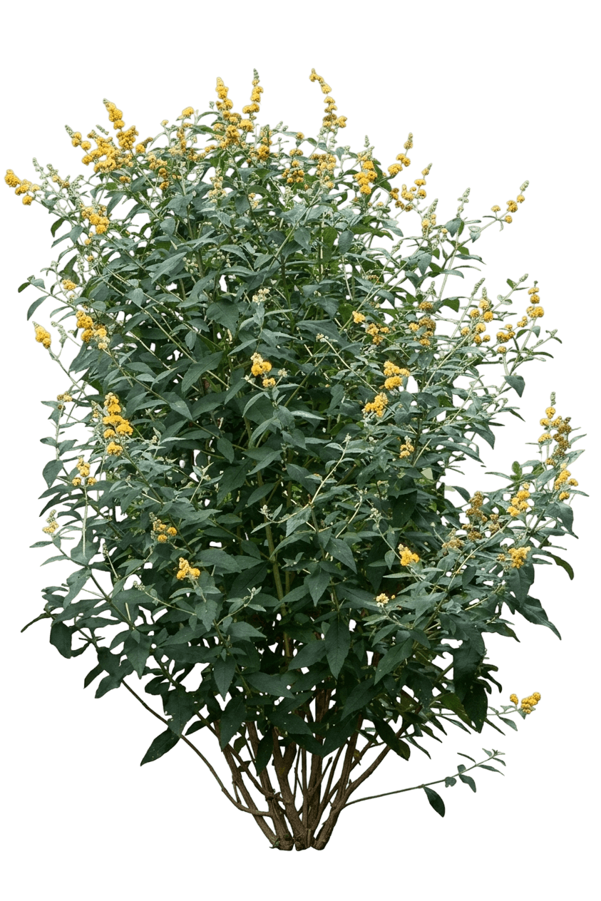 Honeycomb Butterfly Bush (Buddleja × Weyeriana 'Honeycomb') - Ground Layers