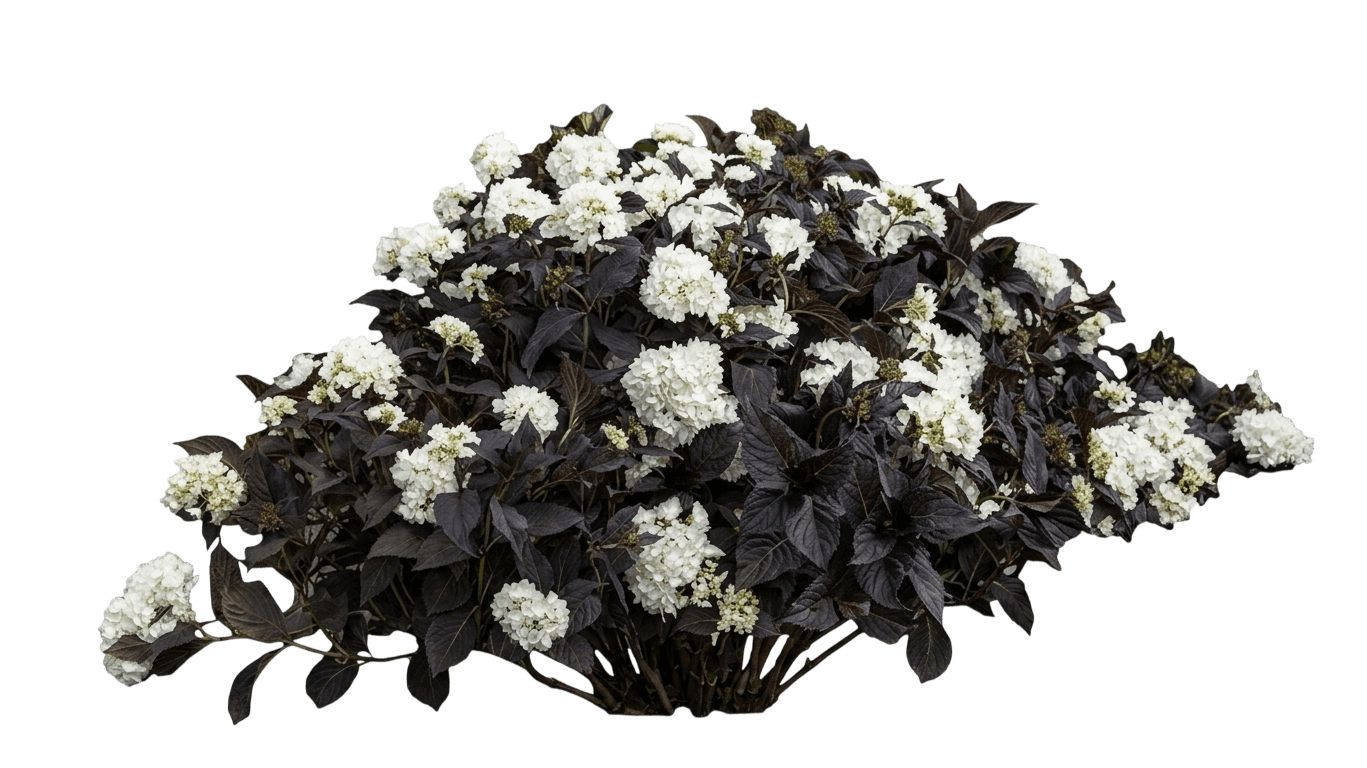 Hi White Sun Bigleaf Hydrangea (Hydrangea Macrophylla 'Hisun') - Ground Layers