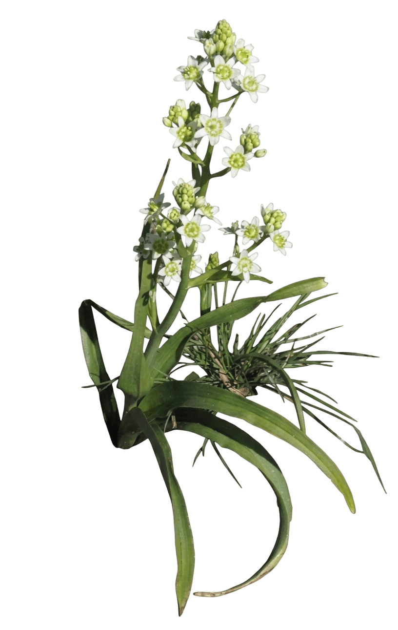 star lily (Toxicoscordion Fremontii) - Perennials