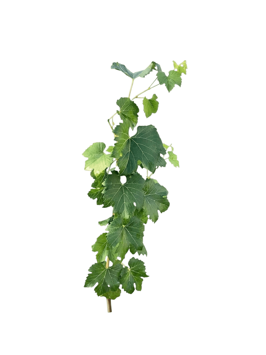 Lakemont Seedless White Grape Vine (Vitis Var. Hybrid 'Lakemont') - Perennials