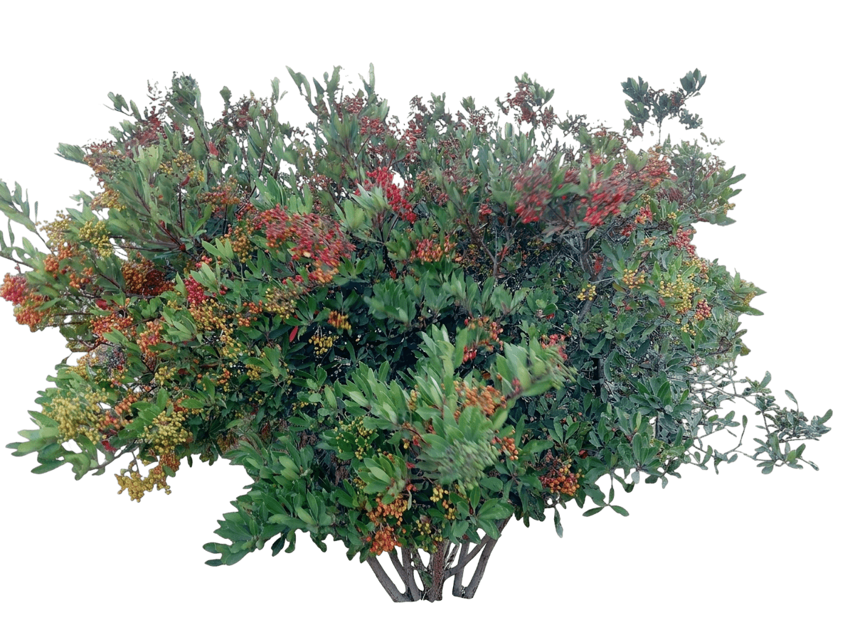 toyon (Heteromeles Arbutifolia) - Shrubs
