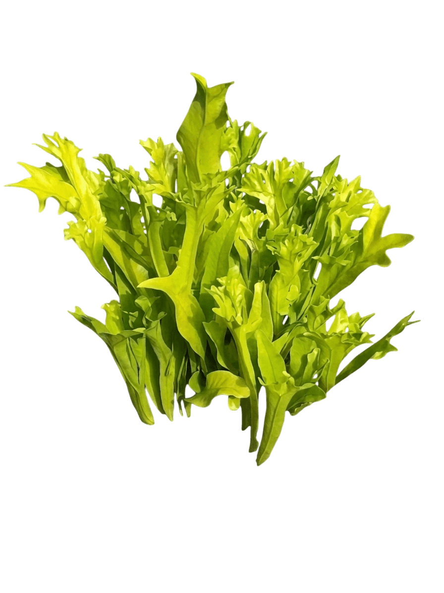 Fishtail Fern (Microsorum Punctatum) - Perennials
