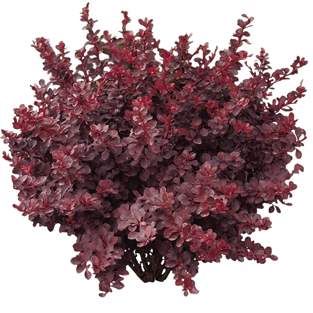 Pygmy Ruby Japanese Barberry (Berberis Thunbergii 'Pygruzam') - Ground Layers