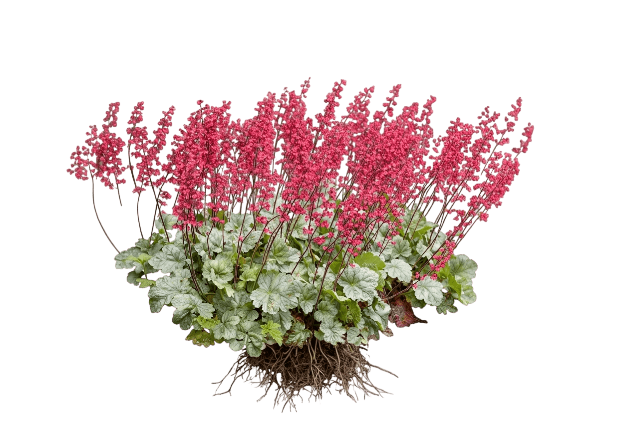 Spearmint Coral Bells (Dolce Series (Heuchera Dolce 'Spearmint') - Perennials
