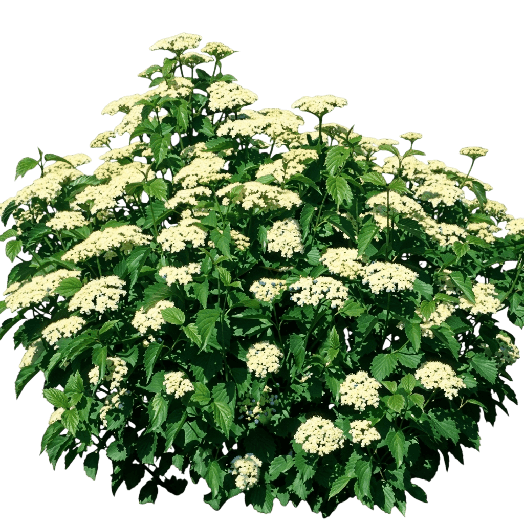 Blue Muffin® Arrowwood Viburnum (Viburnum Dentatum Blue Muffin 'Christom') - Ground Layers