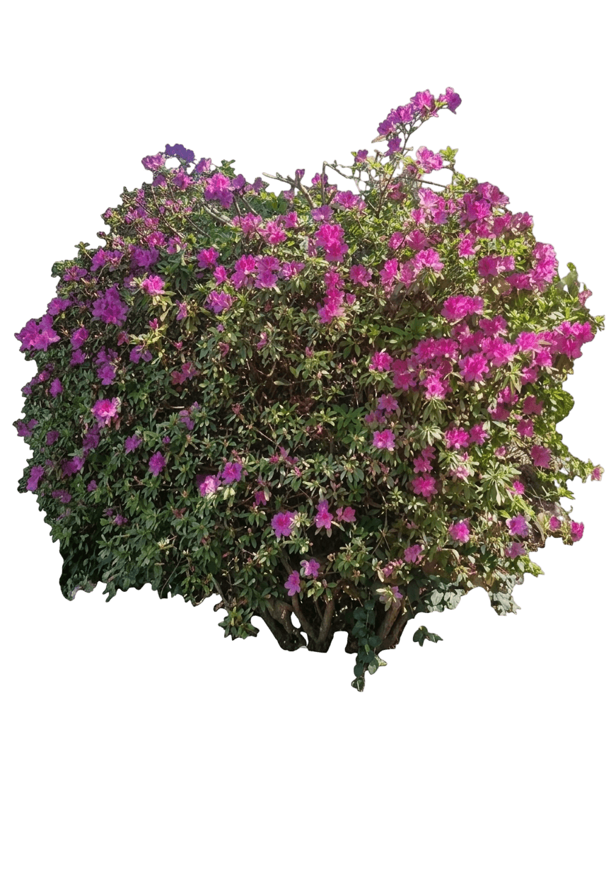 Herbert Azalea (Rhododendron X Var. X 'Herbert') - Shrubs