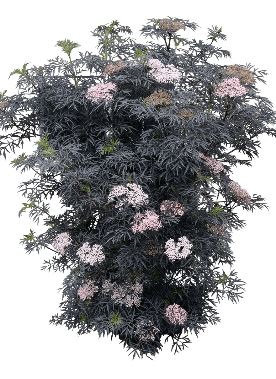 Black Lace® Elderberry (Sambucus Nigra Black Lace 'Eva') - Ground Layers