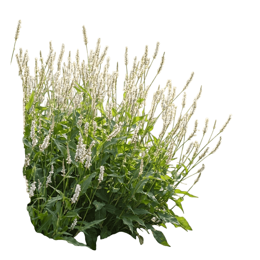 Glowing Reviews Mountain Fleece (Persicaria Amplexicaulis 'Glowing Reviews') - Perennials