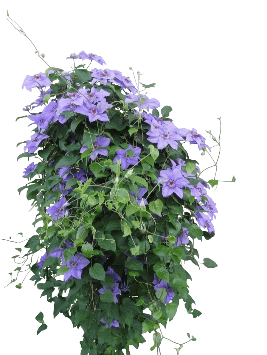 Hybrid Clematis (Clematis Hybrid 'Ramona') - Ground Layers