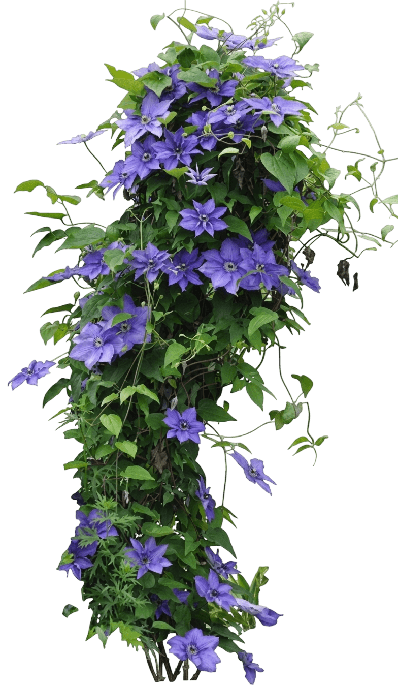 Elpis Clematis (Clematis 'Evigsy154') - Perennials