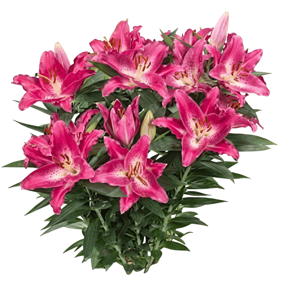 Lily Looks™ Dwarf Oriental Hardy Lily (Lilium O. 'Sunny Keys') - Perennials