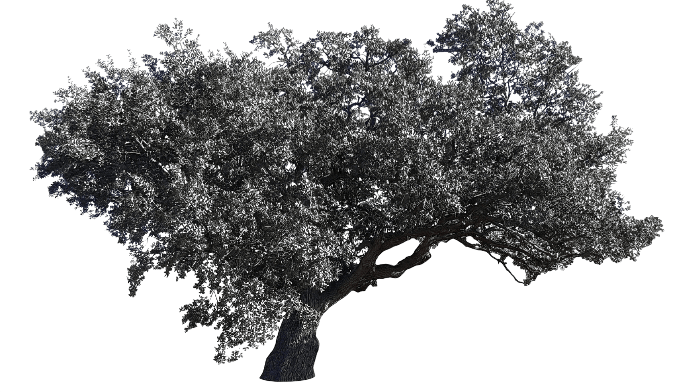 leather oak (Quercus Durata) - Shrubs