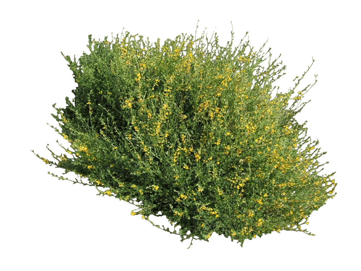 deer weed (Acmispon Glaber) - Perennials