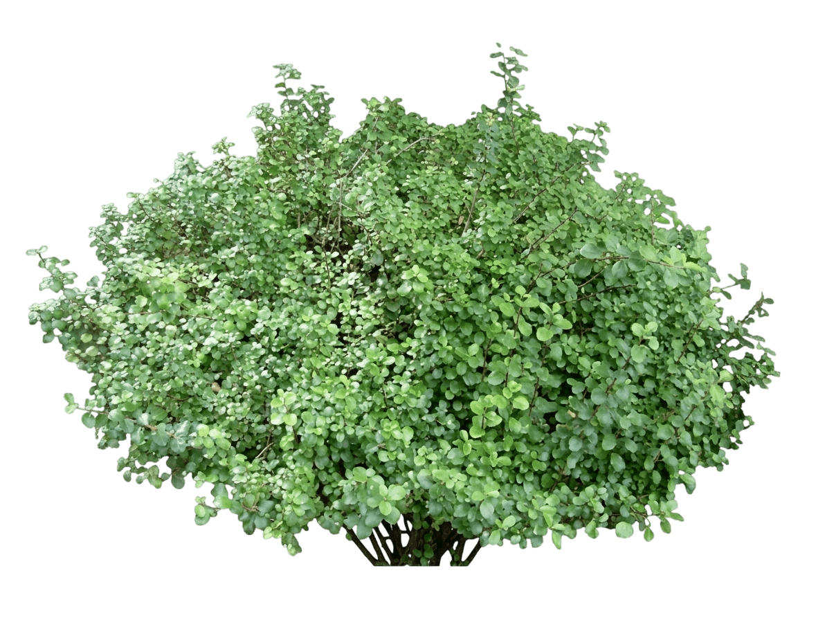 evergreen currant (Ribes Viburnifolium) - Groundcovers